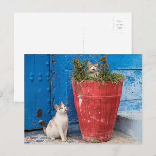 Katten spelen rond, Rabat, Marokko Briefkaart (Voorkant / Achterkant)