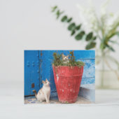 Katten spelen rond, Rabat, Marokko Briefkaart (Staand voorkant)