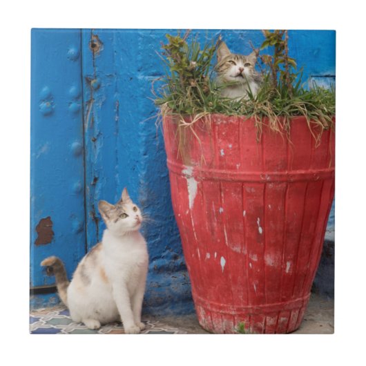 Katten spelen rond, Rabat, Marokko Tegeltje (Voorkant)