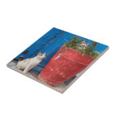 Katten spelen rond, Rabat, Marokko Tegeltje (Zijkant)