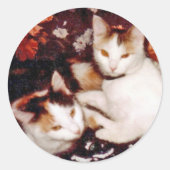 Katten Sticker (Voorkant)