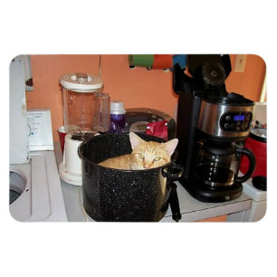Katten stoofpot magneet