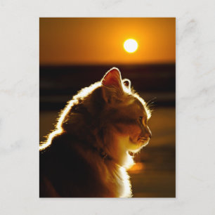 Katten Sunset Briefkaart