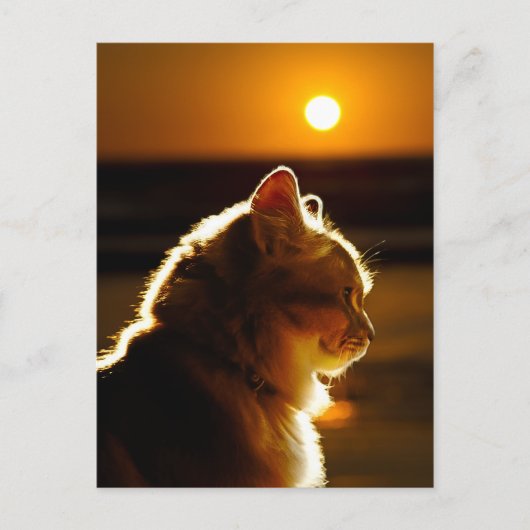 Katten Sunset Briefkaart (Voorkant)
