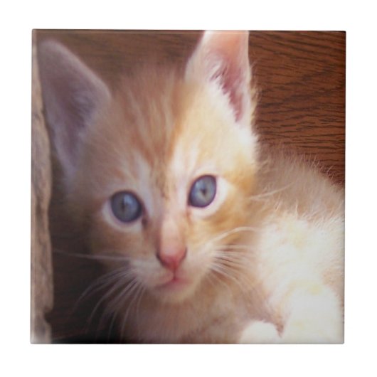 Katten Tegeltje (Voorkant)