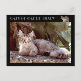 Katten van Capri — Italië Briefkaart