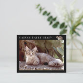 Katten van Capri — Italië Briefkaart (Staand voorkant)