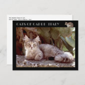 Katten van Capri — Italië Briefkaart (Voorkant / Achterkant)