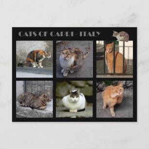 Katten van Capri — Italië Briefkaart