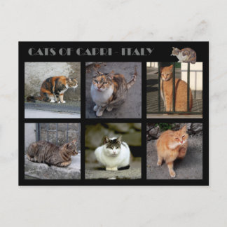 Katten van Capri — Italië Briefkaart