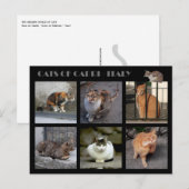 Katten van Capri — Italië Briefkaart (Voorkant / Achterkant)