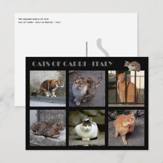 Katten van Capri — Italië Briefkaart (Voorkant / Achterkant)