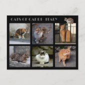 Katten van Capri — Italië Briefkaart (Voorkant)