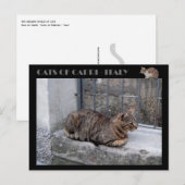 Katten van Capri, kat van tabby - Italië Briefkaart (Voorkant / Achterkant)