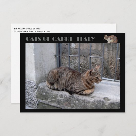 Katten van Capri, kat van tabby - Italië Briefkaart (Voorkant / Achterkant)