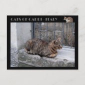 Katten van Capri, kat van tabby - Italië Briefkaart (Voorkant)