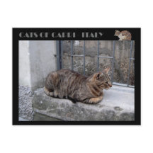 Katten van Capri, kat van tabby - Italië