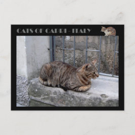 Katten van Capri, kat van tabby - Italië Briefkaart