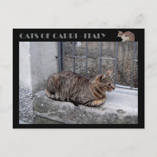 Katten van Capri, kat van tabby - Italië Briefkaart (Voorkant)
