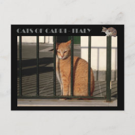 Katten van Capri, rode oranje kat - Italië Briefkaart