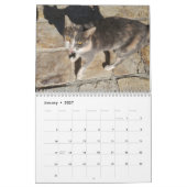 Katten van Cyprus door Paphos Life Kalender (Jan 2027)