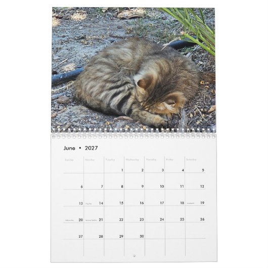 Katten van Cyprus door Paphos Life Kalender (Jun 2027)