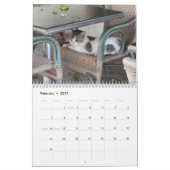 Katten van Cyprus door Paphos Life Kalender (Feb 2027)