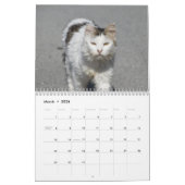 Katten van Cyprus door PaphosLife Kalender (Mar 2026)