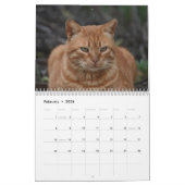 Katten van Cyprus door PaphosLife Kalender (Feb 2026)