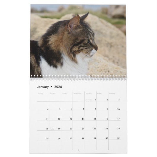 Katten van Cyprus door PaphosLife Kalender (Jan 2026)