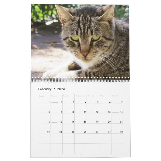 Katten van de ISTANBUL-kalender Kalender (Feb 2026)