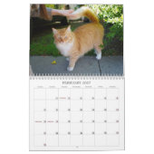 Katten van de nabuurschap 2013 kalender (Feb 2027)