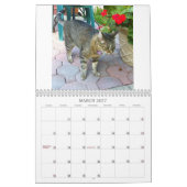 Katten van de nabuurschap 2013 kalender (Mar 2027)
