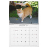 Katten van de nabuurschap 2013 kalender (Feb 2026)