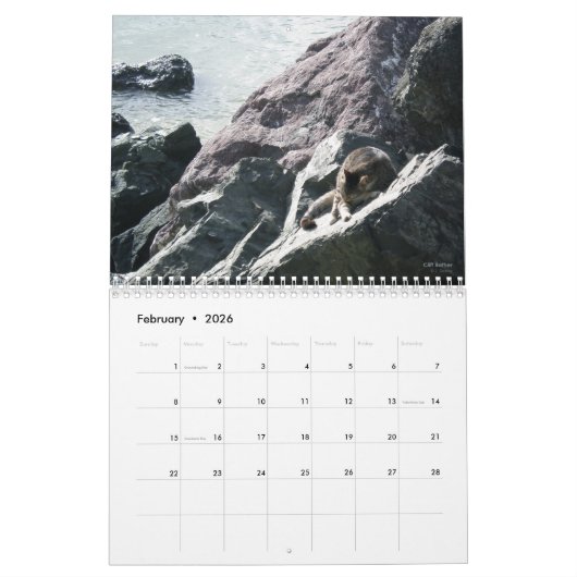 Katten van het oude San Juan, kalender 2016 (Feb 2026)