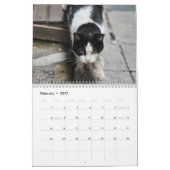 Katten van Istanbul Kalender (Feb 2027)