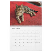 Katten van Istanbul Kalender (Mar 2027)