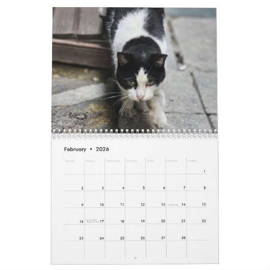 Katten van Istanbul Kalender (Feb 2026)
