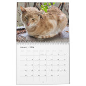 Katten van Istanbul Kalender (Jan 2026)