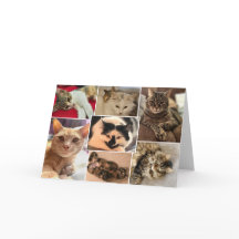 Katten van Johnston County