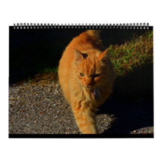 Katten van Vermont 2024 Kalender