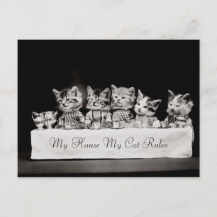 Katten Verdrukte  thee Briefkaart