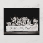 Katten Verdrukte  thee Briefkaart (Voorkant)