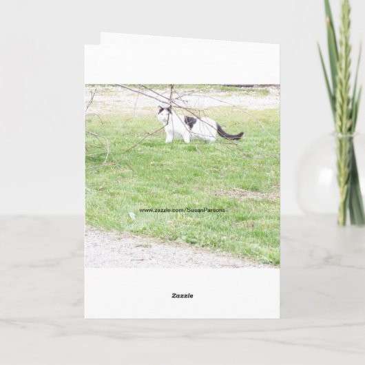 Katten, verjaardag kaart (Achterkant)