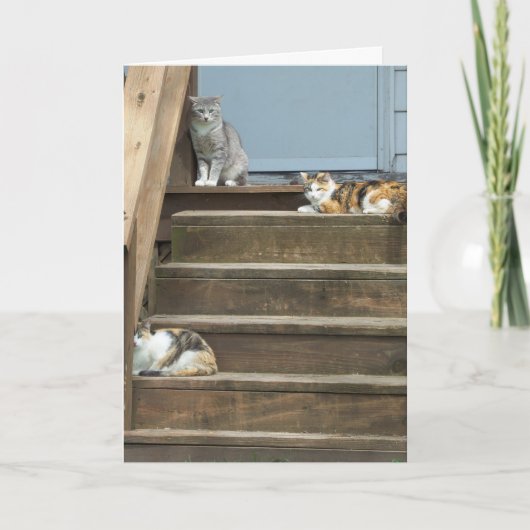 Katten, verjaardag kaart (Voorkant)