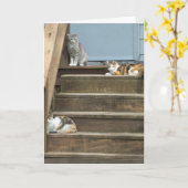 Katten, verjaardag kaart (Gele Bloem)