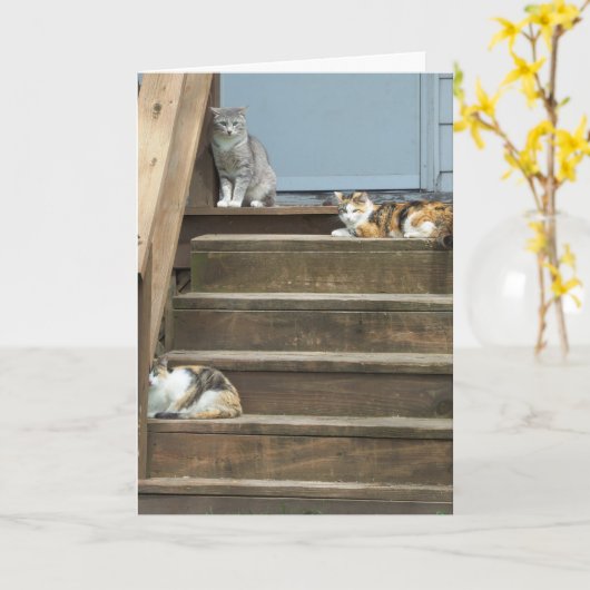 Katten, verjaardag kaart (Gele Bloem)