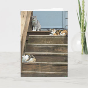 Katten, verjaardag kaart