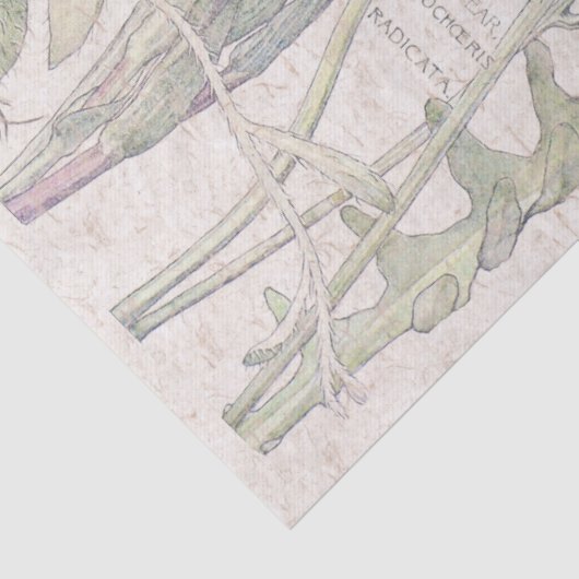  katten Verse bloem Tissuepapier (Detail)