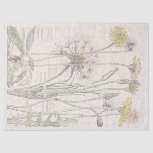  katten Verse bloem Tissuepapier (Voorkant)